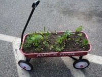 schubkarre-pflanzen-erde