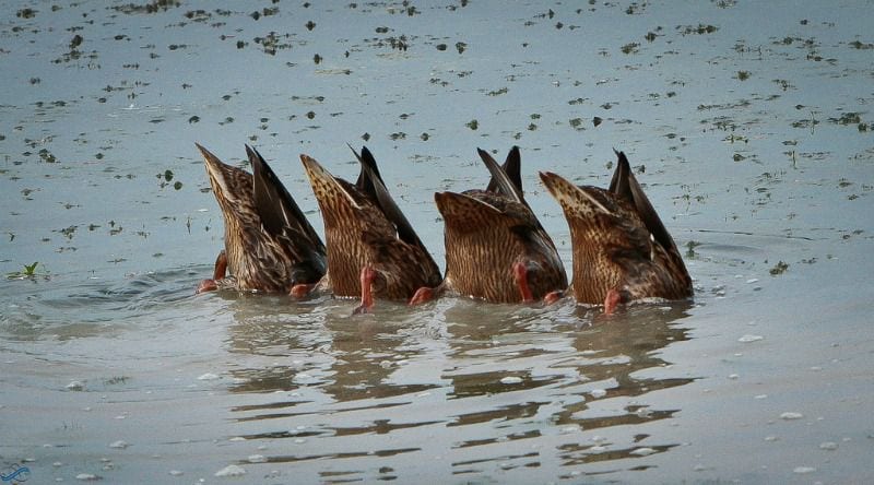 Uniliste 23 Enten Teich