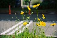 TitelbildFrühlingkommtBlumen