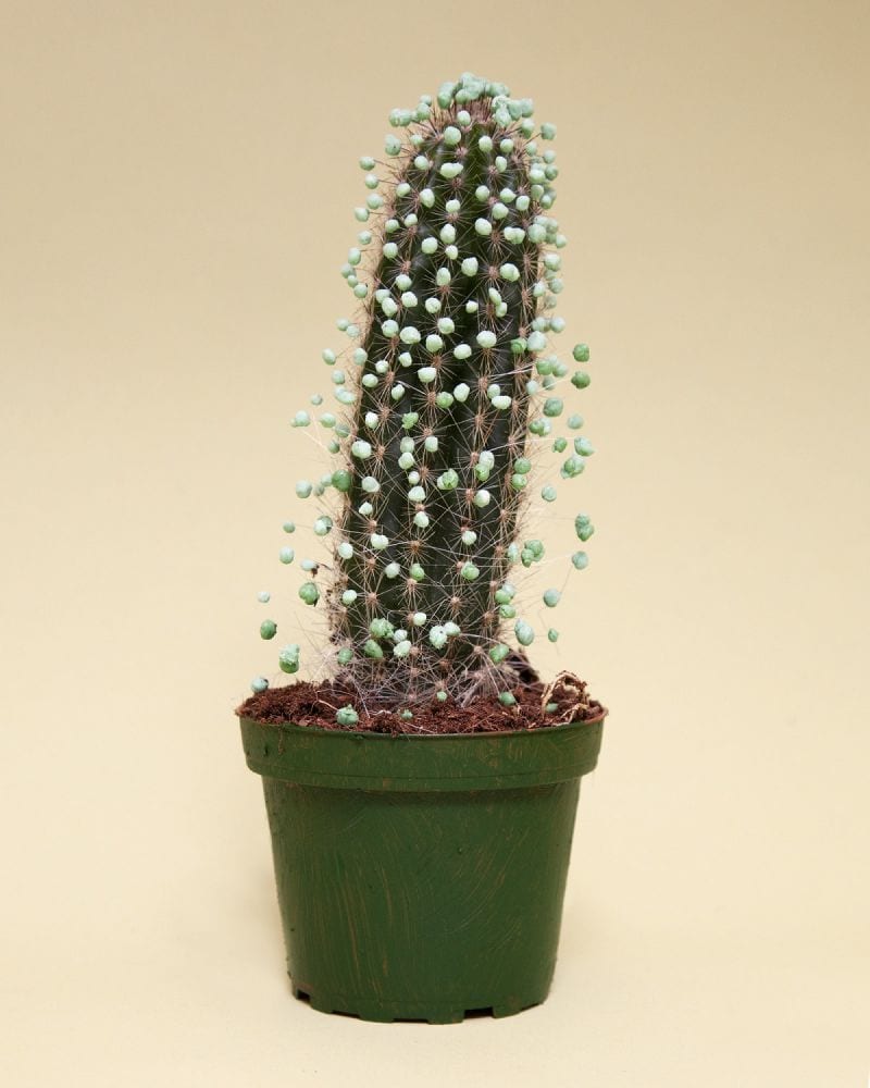 How to-Olivia LocherBild 14