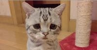 Luhu, die traurigste Katze der Welt