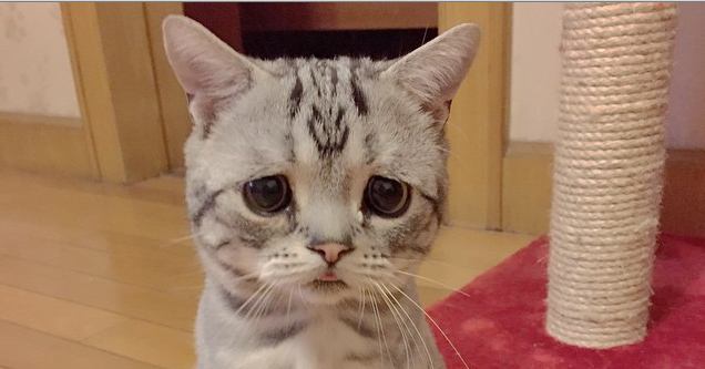 Luhu, die traurigste Katze der Welt
