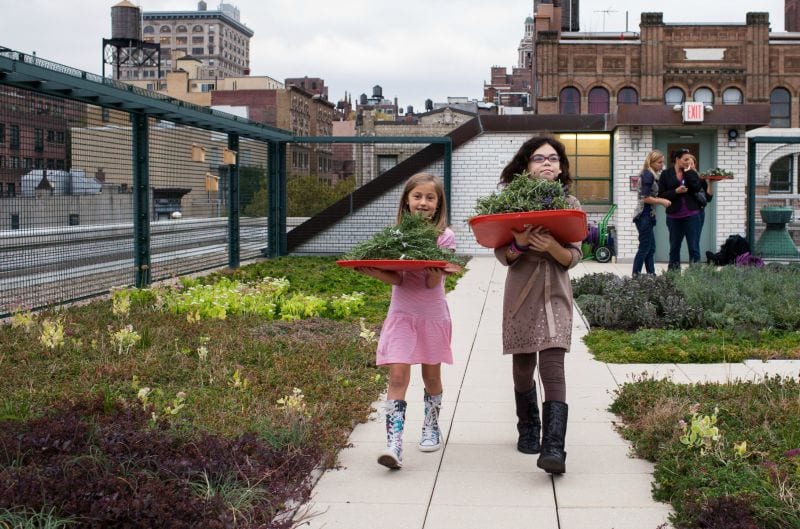 NYC Greenroof Kids