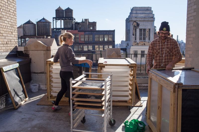 NYC Greenroof Sara Sproule