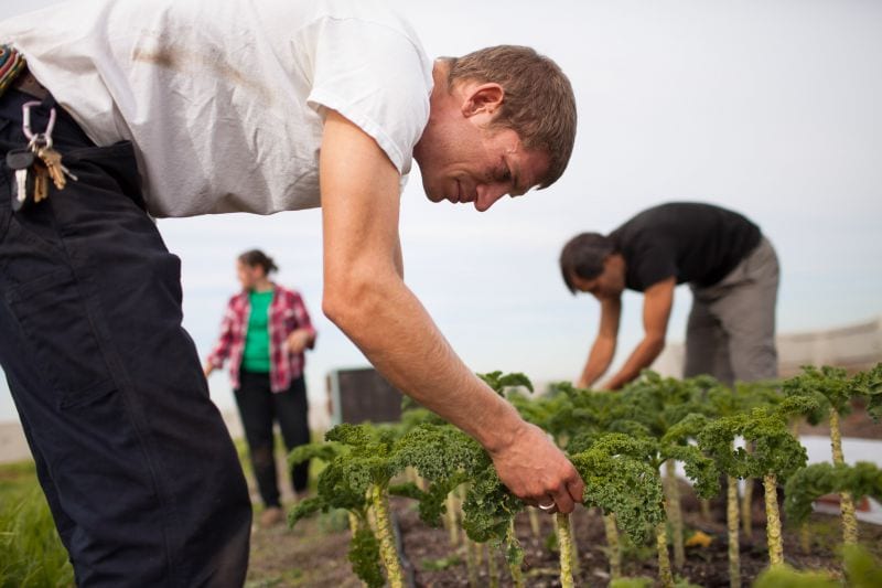 NYC Greenroof Kale