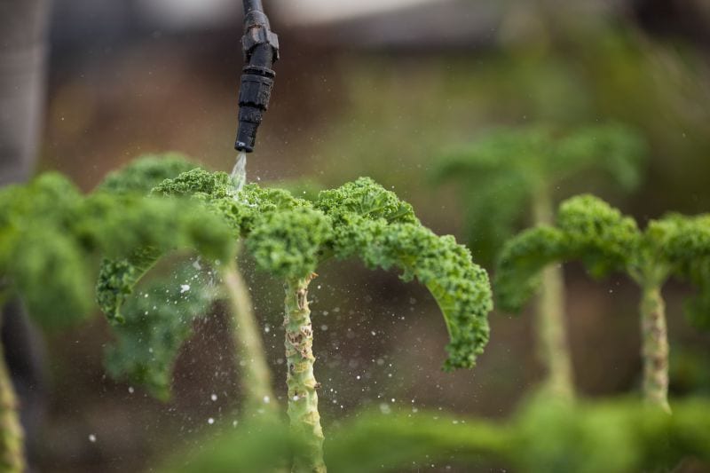 NYC Greenroof Plant