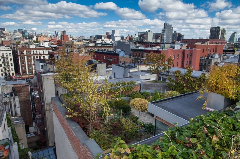 NYC Greenroof Little Italy