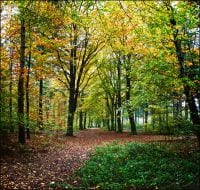 herbst wald