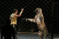 tiger circus