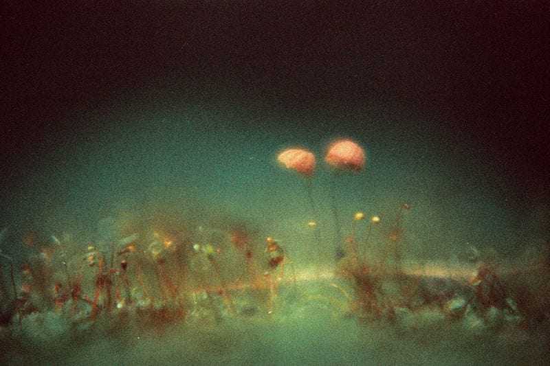 Tuanne Eggers