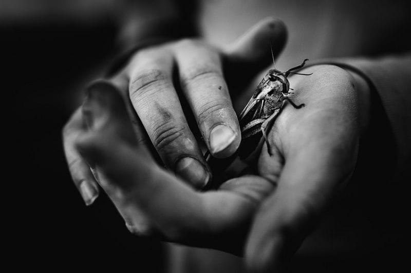 Nici Boon Neu Heuschrecke