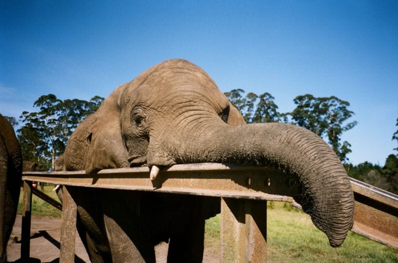 Südafrika Elefant