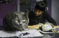 Katzen Models Verbindung