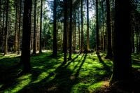 Bäume twittern jetzt auch TwitteringTrees