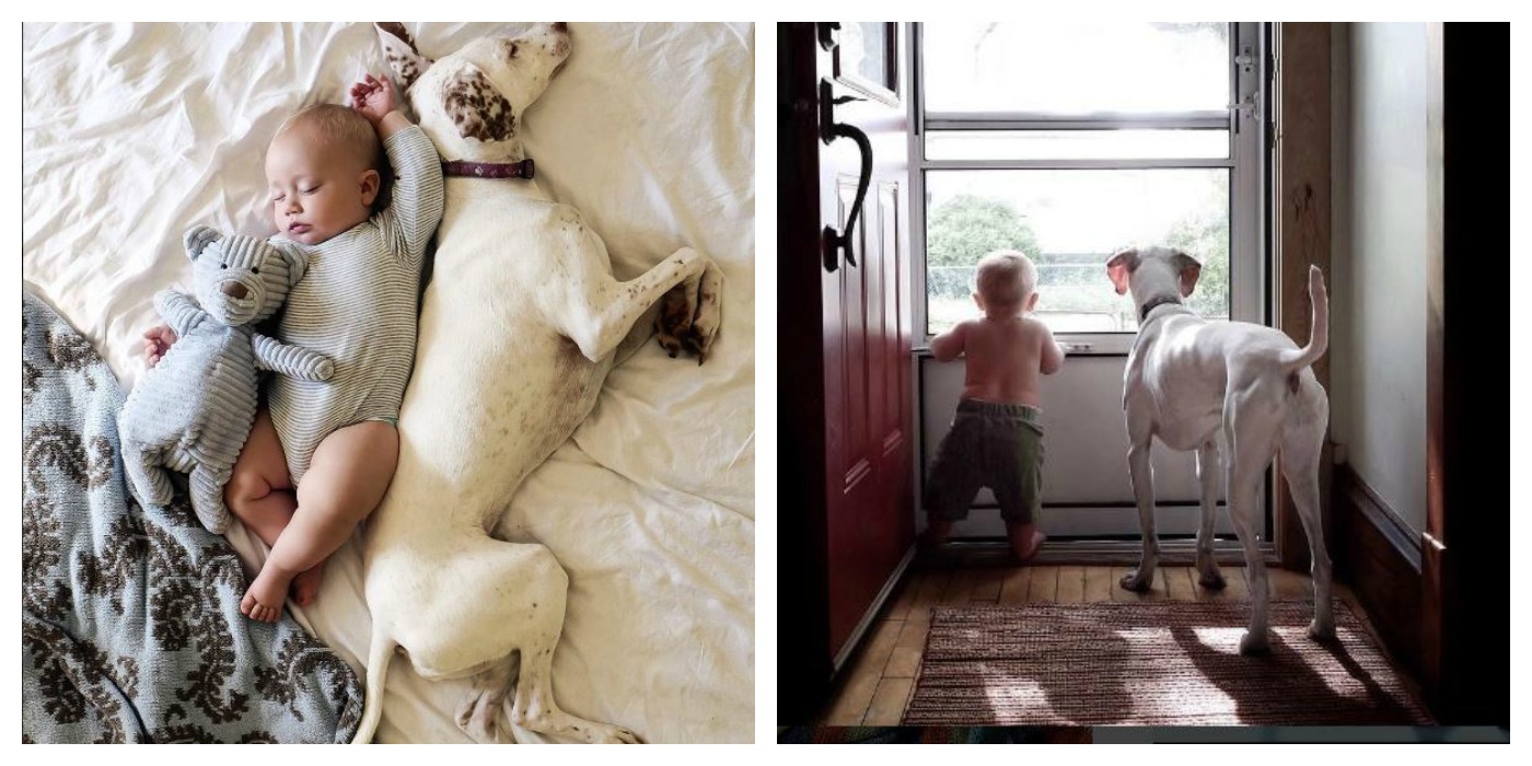 Babys Instagram süß Fotografie Hunde