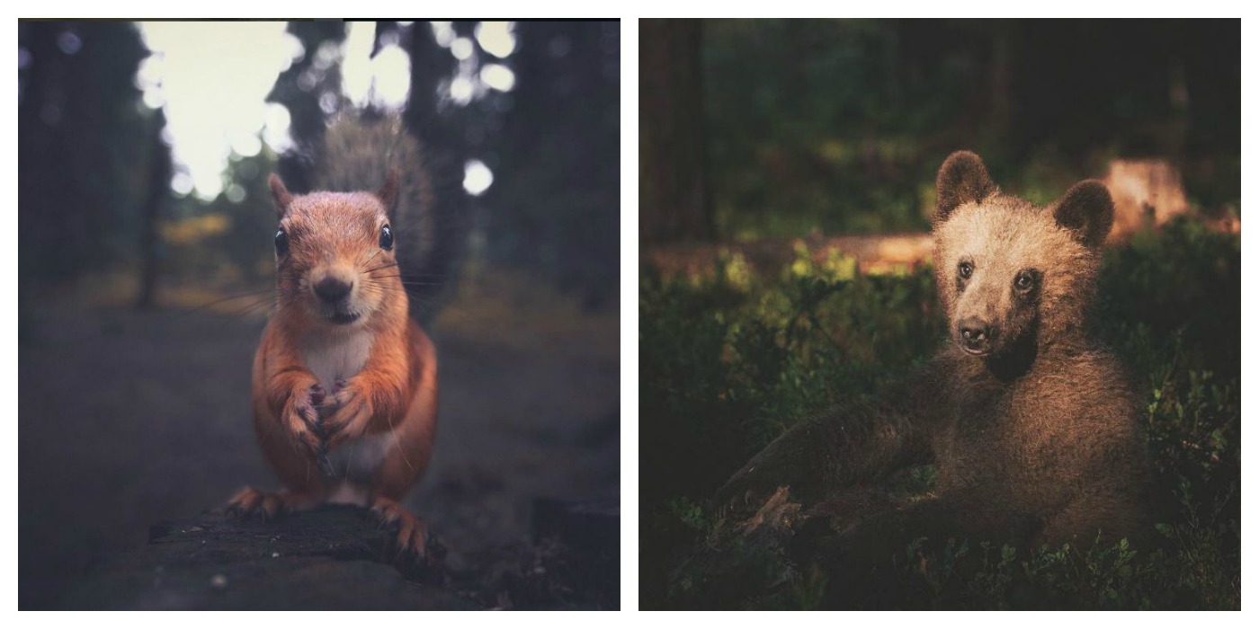 Eichhörnchen Fotografie Norwegen Wald Tiere