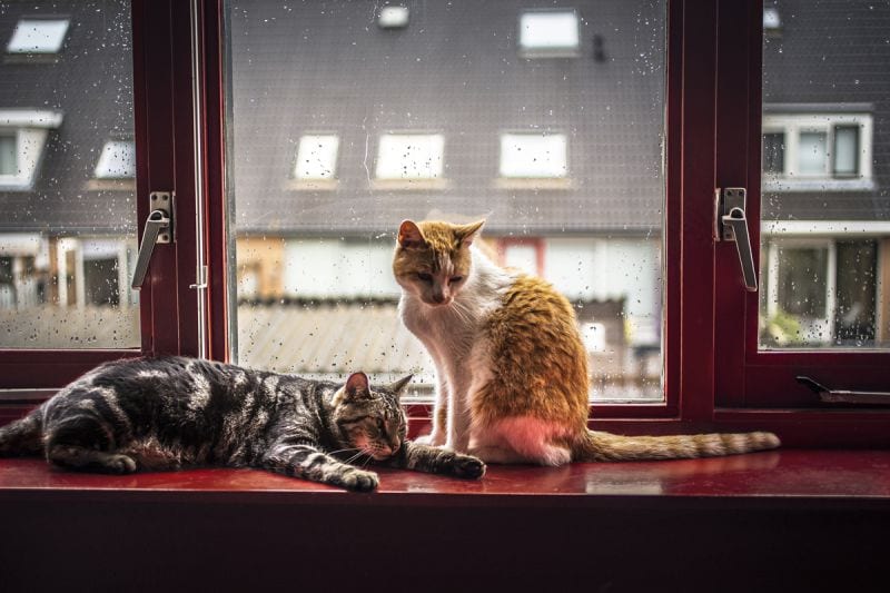 felicity-berkleef-cats-10