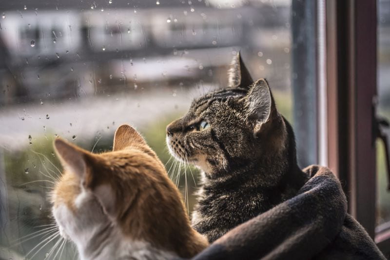 felicity-berkleef-cats-11