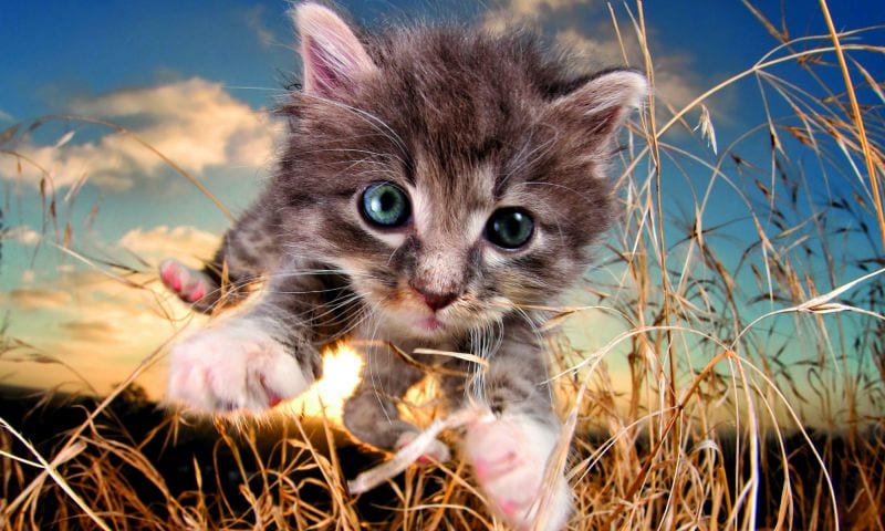 katzenspruenge_6