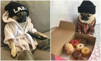 doug-the-pug-collage