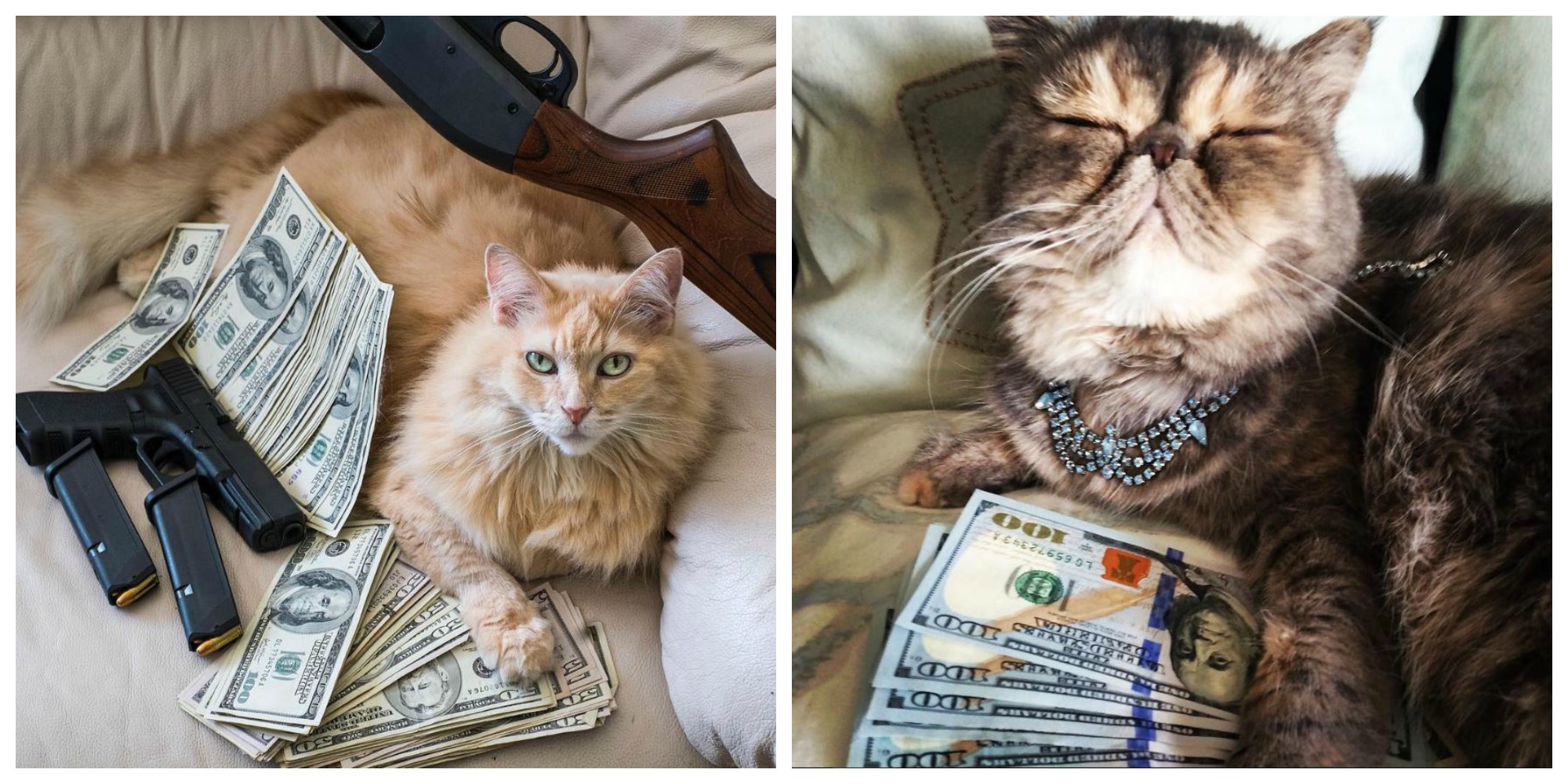 cashcats-of-instagram