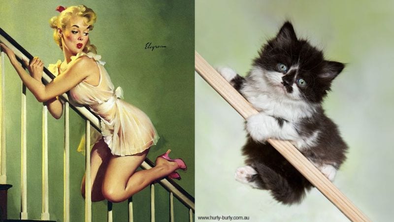 cats-that-look-like-pin-up-girls-10
