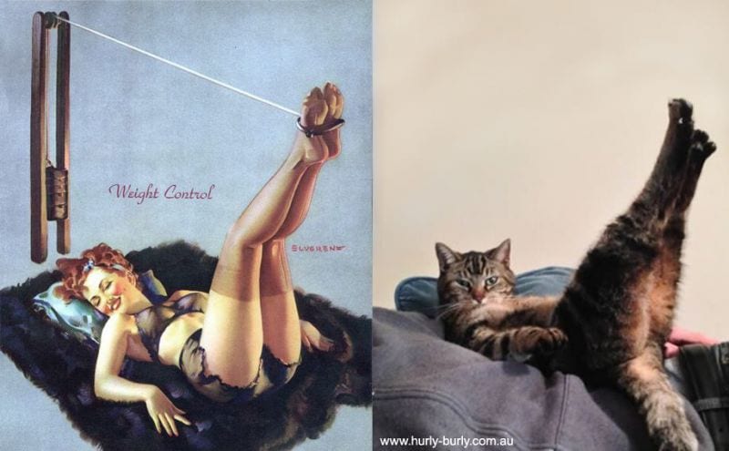 cats-that-look-like-pin-up-girls-14