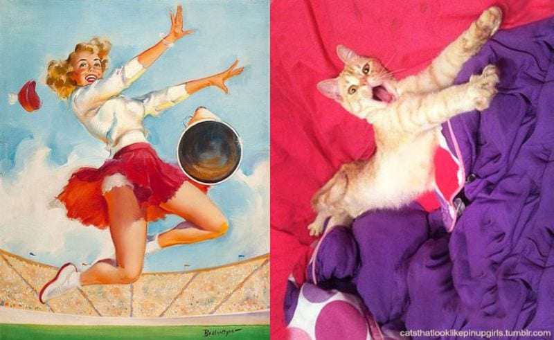 cats-that-look-like-pin-up-girls-15
