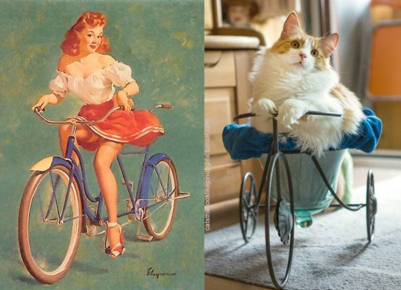 cats-that-look-like-pin-up-girls-22