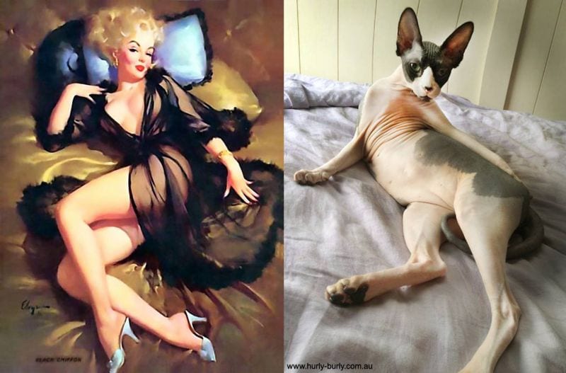 cats-that-look-like-pin-up-girls-3