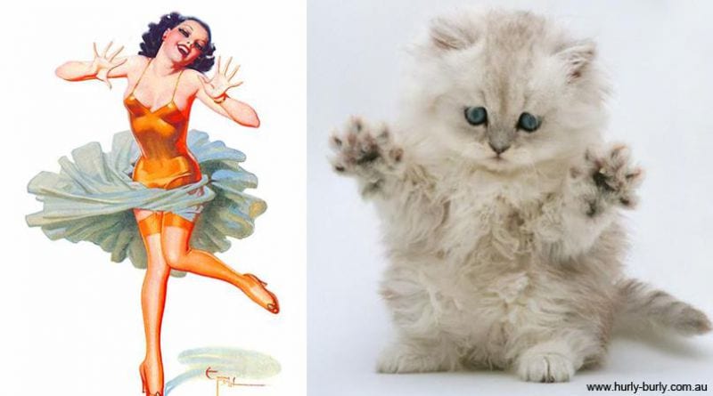 cats-that-look-like-pin-up-girls-6