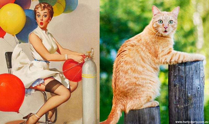 cats-that-look-like-pin-up-girls-7