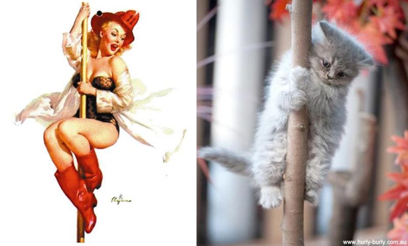 cats-that-look-like-pin-up-girls-9