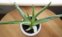 aloe-vera-bloggerin-youtube