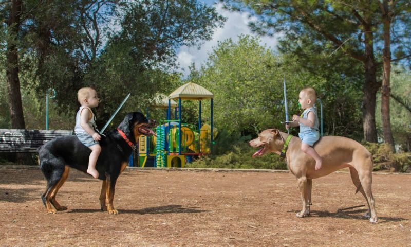 Schwerkampf Hunde Babys