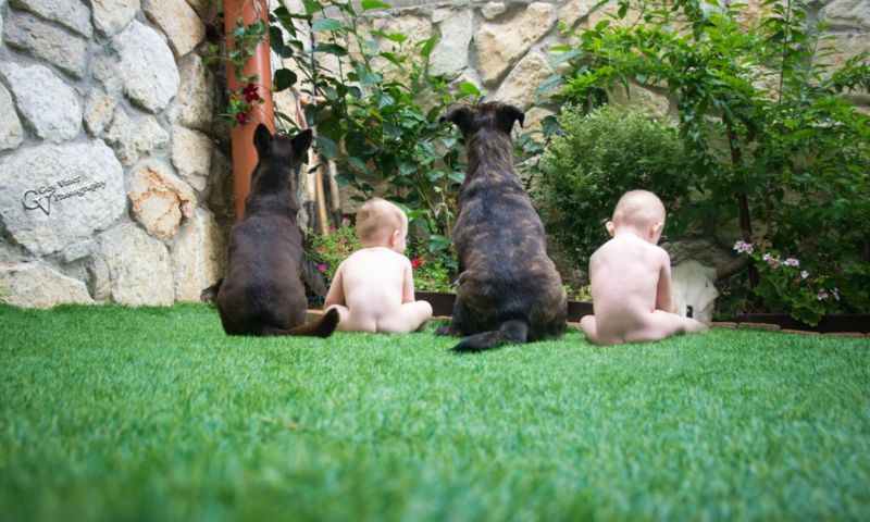 Babys Hunde nackt Garten Wiese