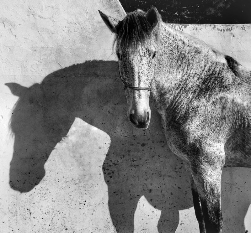 Pferd Schatten Tier Wand Licht