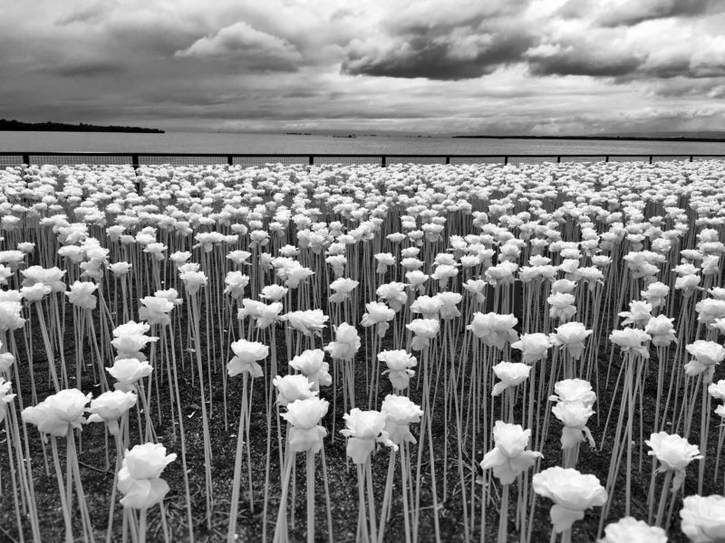 Blumen Feld Wolken Himmel