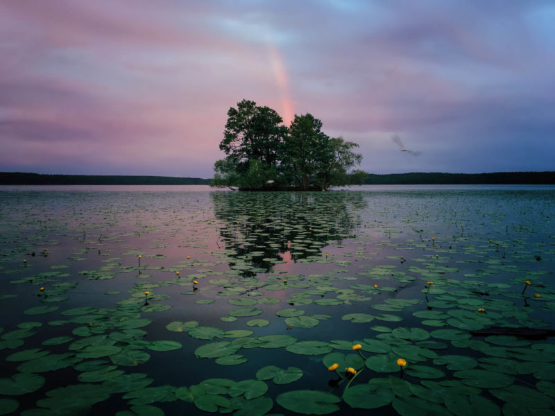 Seerosen Baum Wasser Himmel Natur