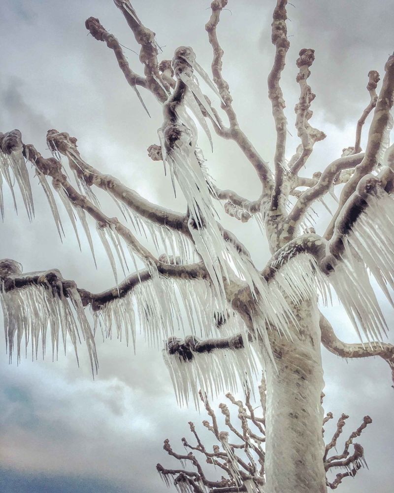 Baum Eiszapfen Winter Minusgrad