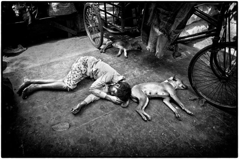 Hunde Straße Indien Junge Schlafen Armut