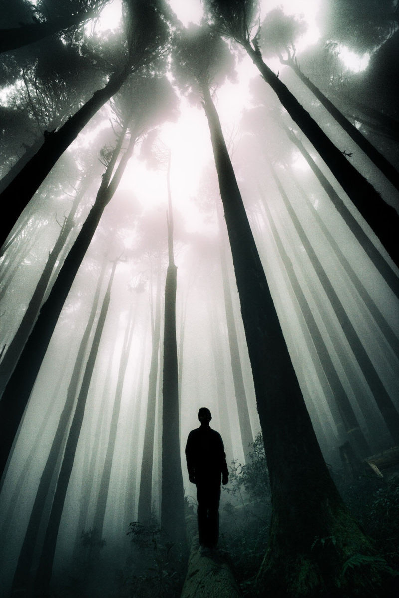 Bäume Wald Schatten Mensch Indien