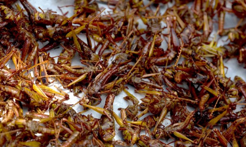 Insekten Asien Essen Reise Ernährung Protein Maden Käfer Spinnen Heuschrecken