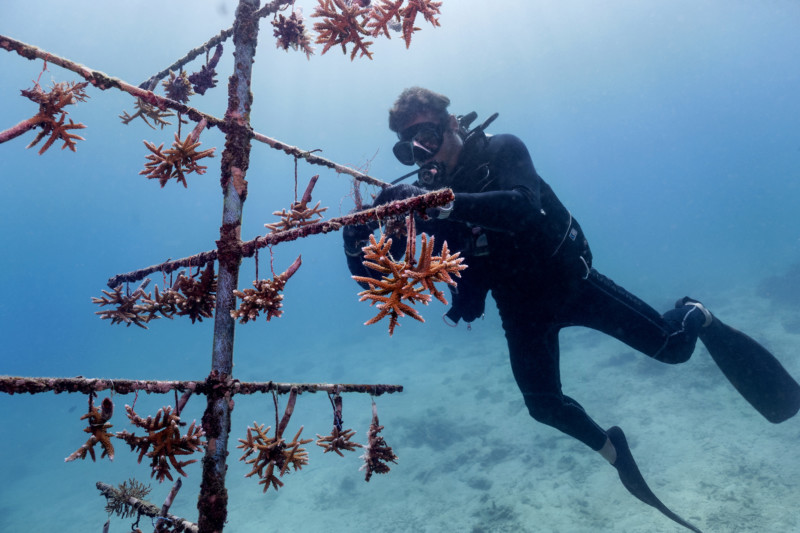 Taucher Korallen Aufzuchtstation tot Säubern Taucher Meer