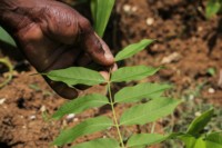 Treedom Liste Bäume Pflanzen der Shit Baum