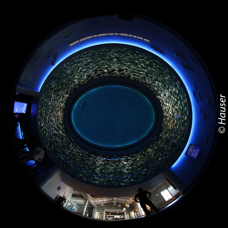 Johannes Hauser Bilder Fotografie Fischauge Europa nach oben künstler die wir lieben