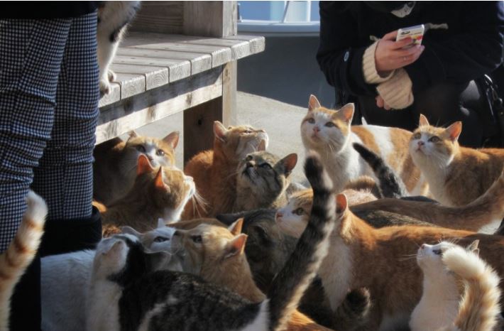 Aoshima-Insel-Japan-Katzen