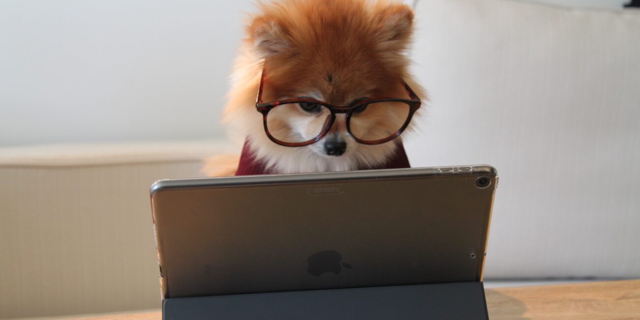 Hund vor Laptop mit Brille auf dem Kopf