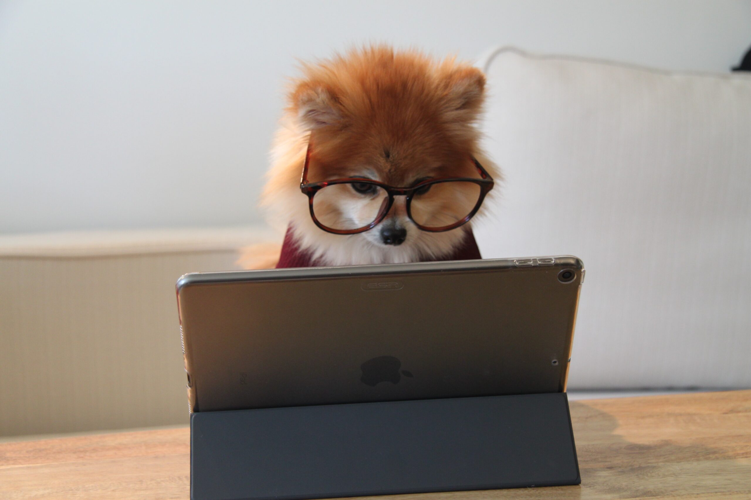 Hund vor Laptop mit Brille auf dem Kopf