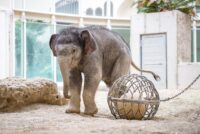 Das Elefantenbaby Otto ist am Mittwoch (02.12.2020) im Tierpark Hellabrunn zu sehen. Der kleine Elefantenbulle kam nach einer 6-stündigen Geburt in der Nacht auf Mittwoch (11.11.2020) auf die Welt. Foto: Marc Müller/Tierpark Hellabrunn